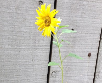 GARDEN & GARDEN ART