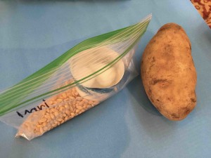 sm00_IMG_4520Potato Head with Wheat Berries Project